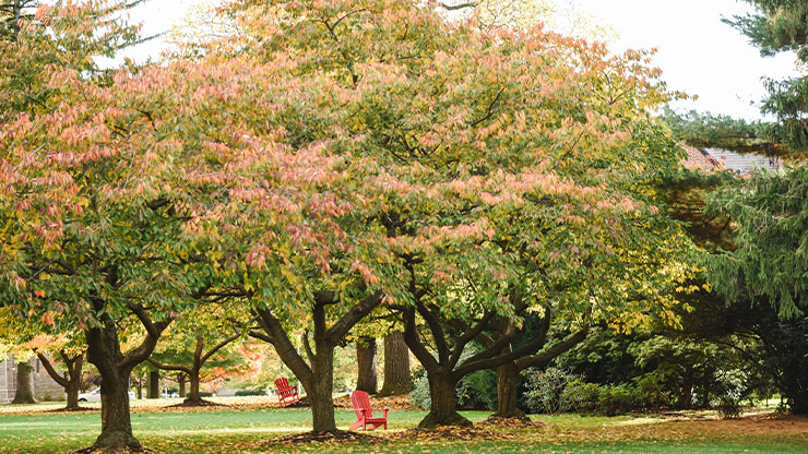 A red Adirondack chair sits beneath a pair of trees colored in fall foliage.