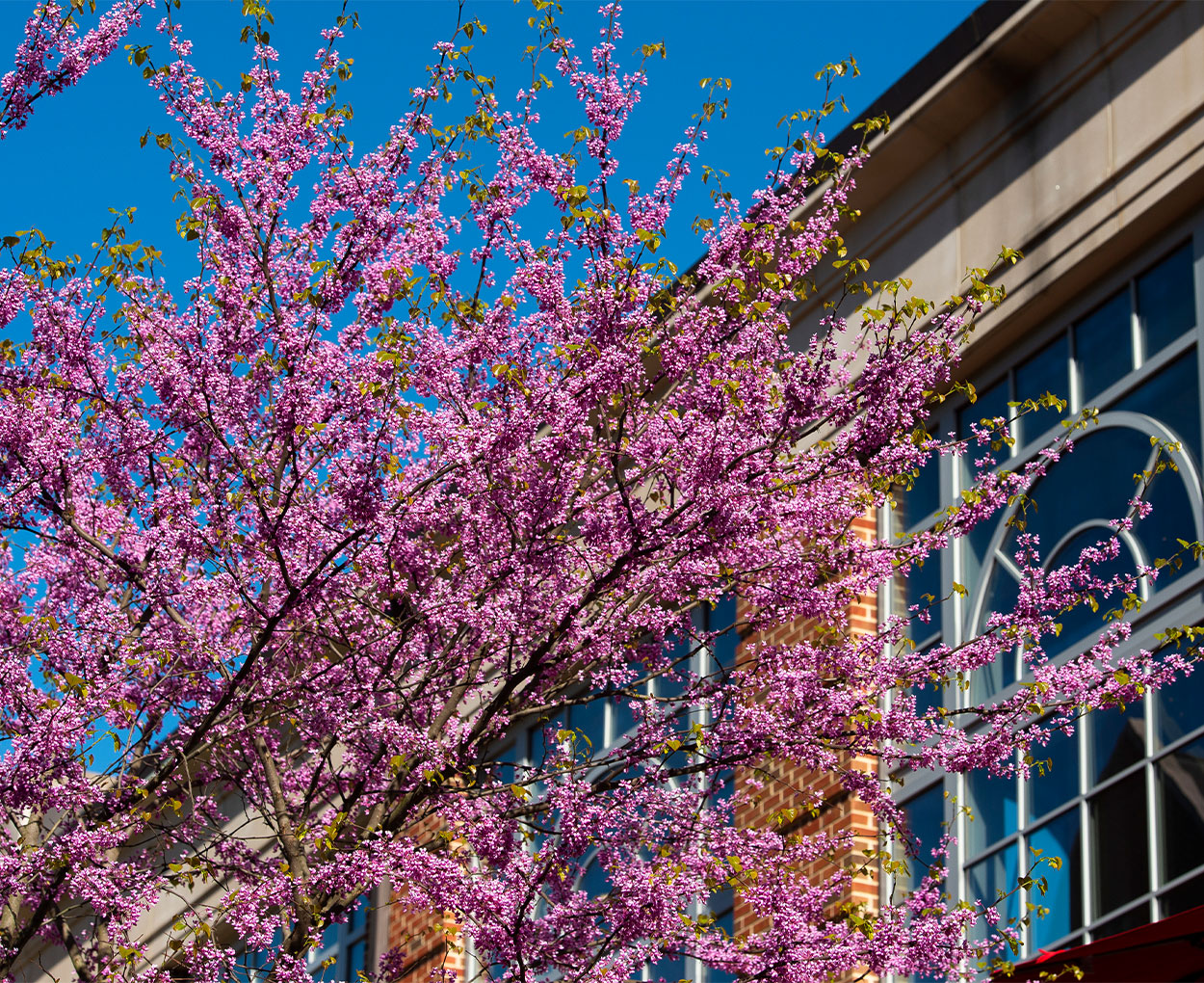 Tiny pink flowers blossom all over a tree standing against an academic building and bright blue sky.