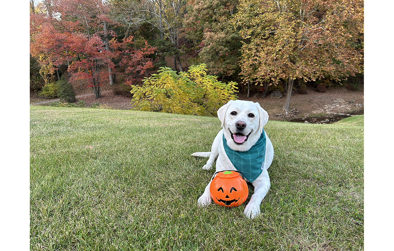 Image for Enjoying the fall colors with my pup (Mental/Emotional)