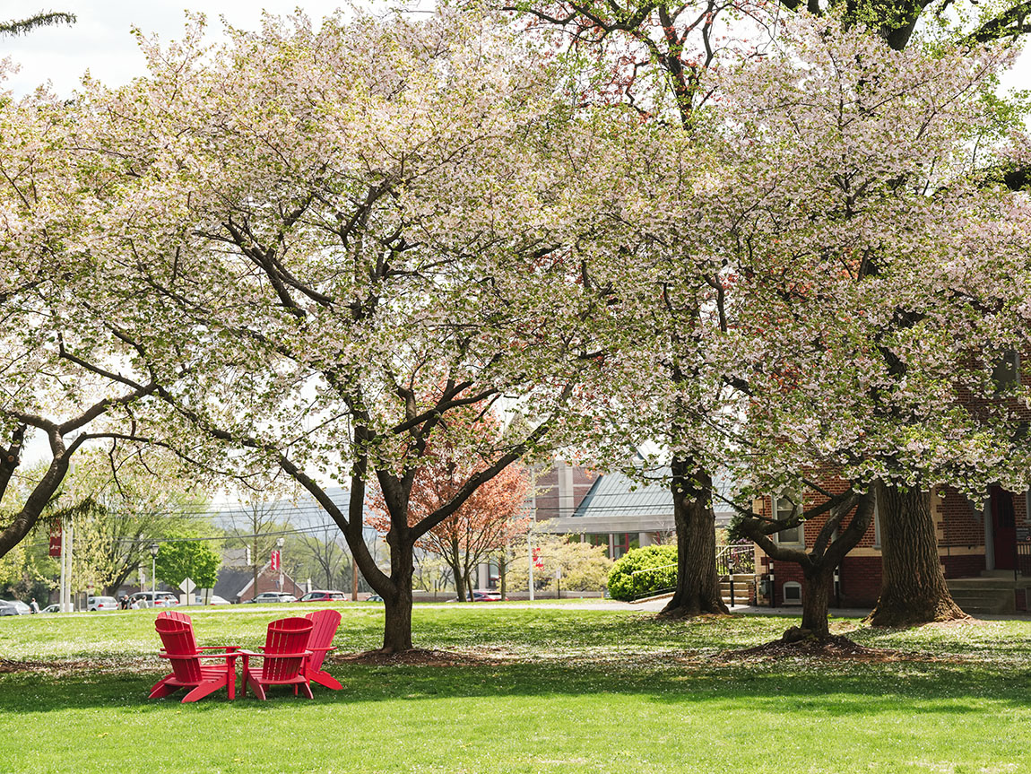 Red Adirondack chairs beneath flowering trees on a college campus
