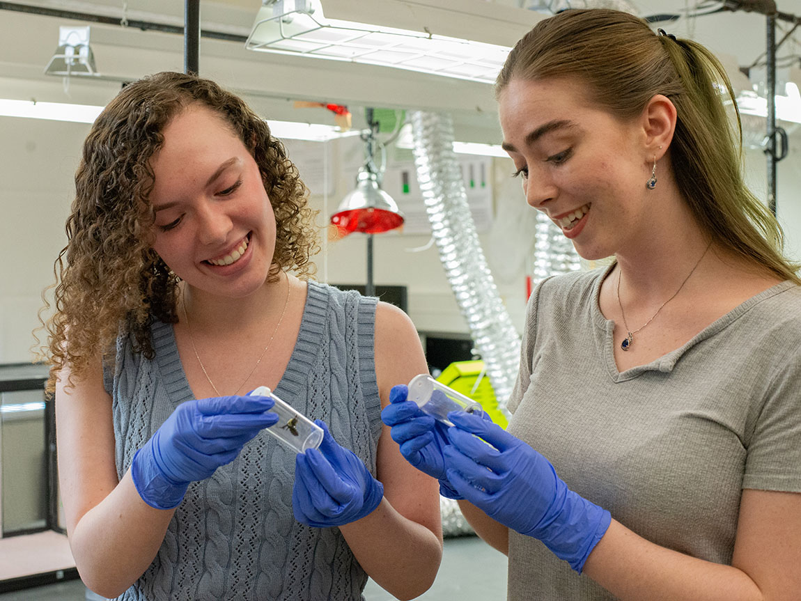 Two college students holding bees in jars with blue plastic gloves on